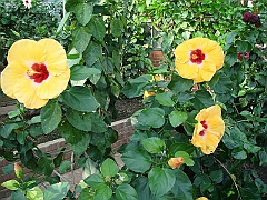 351 Longwood Gardens [2008 August 23]